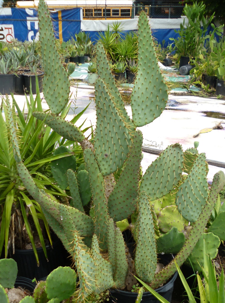 Opuntia engelmannii -v- linguiformis | The Cactus King
